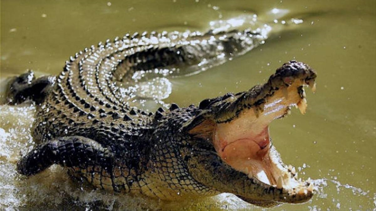 Migrantes confirman la presencia de cocodrilos en el río Bravo (video)