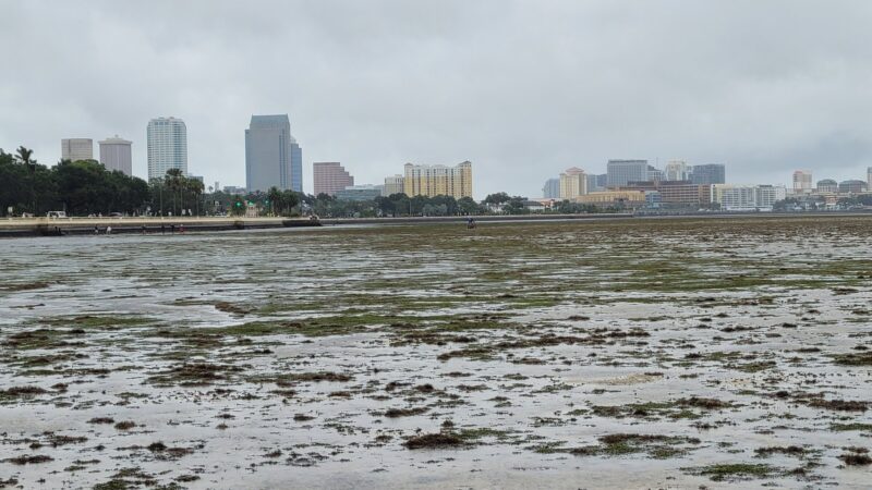 El huracán Ian jala toda el agua de la bahía de Tampa y la deja casi vacía (video)
