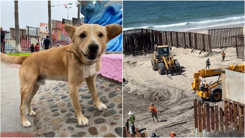 Termina ‘sueño americano’ para perro que cruzó de Tijuana a EEUU; fue deportado (video)